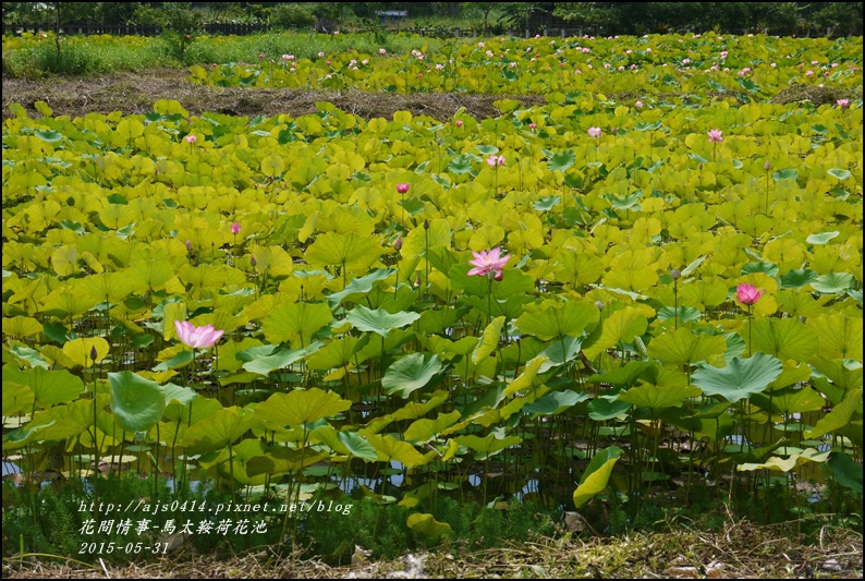 2015-06-馬太鞍荷花池8.jpg