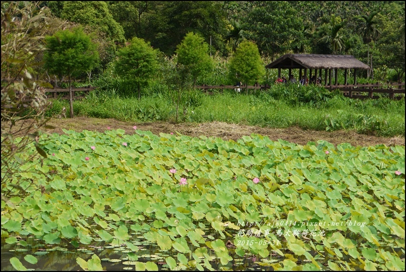 2015-06-馬太鞍荷花池10.jpg