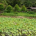 2015-06-馬太鞍荷花池10.jpg