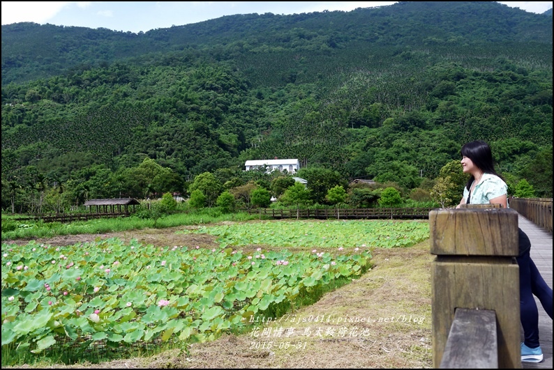 2015-06-馬太鞍荷花池13.jpg