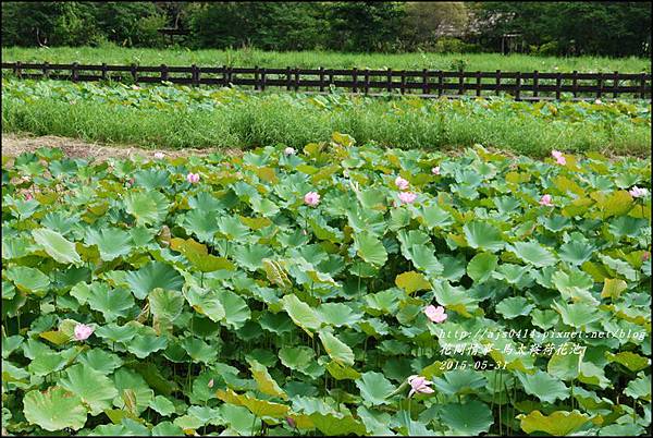 2015-06-馬太鞍荷花池14.jpg