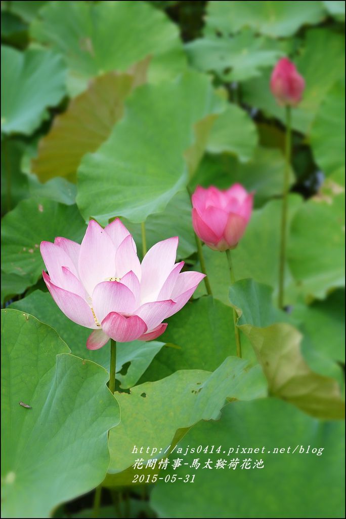 2015-06-馬太鞍荷花池15.jpg