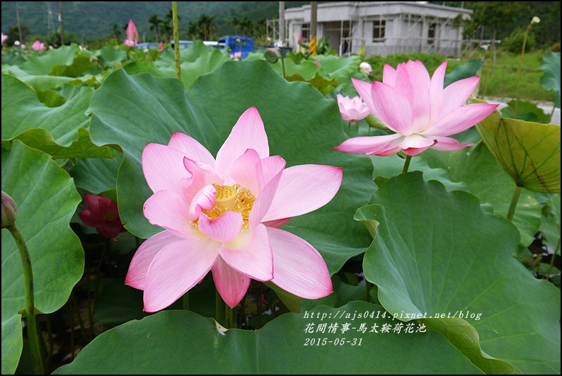 2015-06-馬太鞍荷花池28.jpg