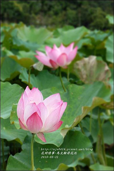 2015-06-馬太鞍荷花池30.jpg