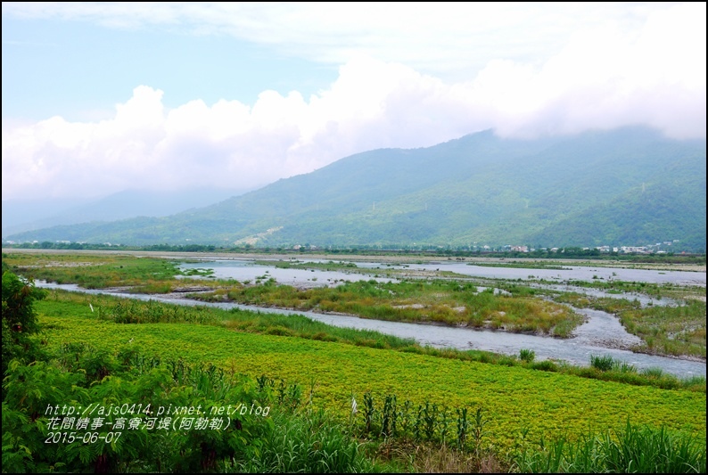 2015-06-高寮河堤(阿勃勒)1.jpg