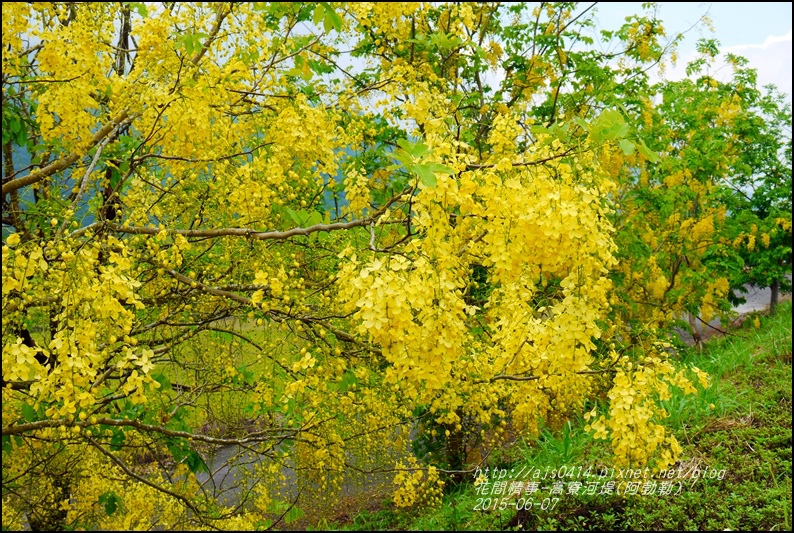 2015-06-高寮河堤(阿勃勒)5.jpg