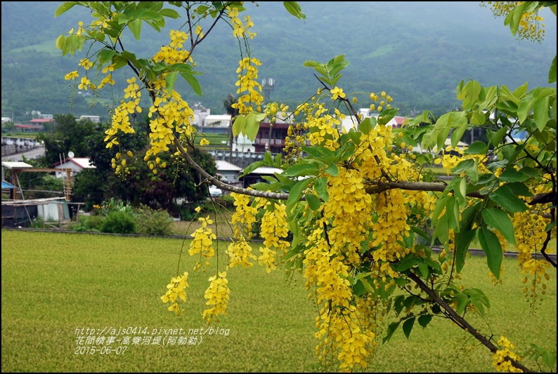 2015-06-高寮河堤(阿勃勒)7.jpg