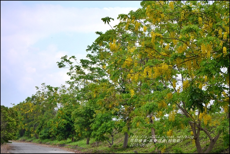 2015-06-高寮河堤(阿勃勒)11.jpg