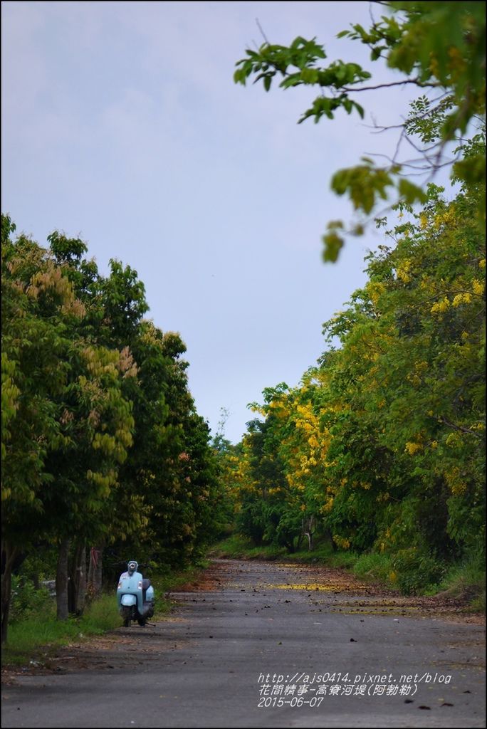 2015-06-高寮河堤(阿勃勒)13.jpg 2015-06-高寮河堤(阿勃勒)13.jpg
