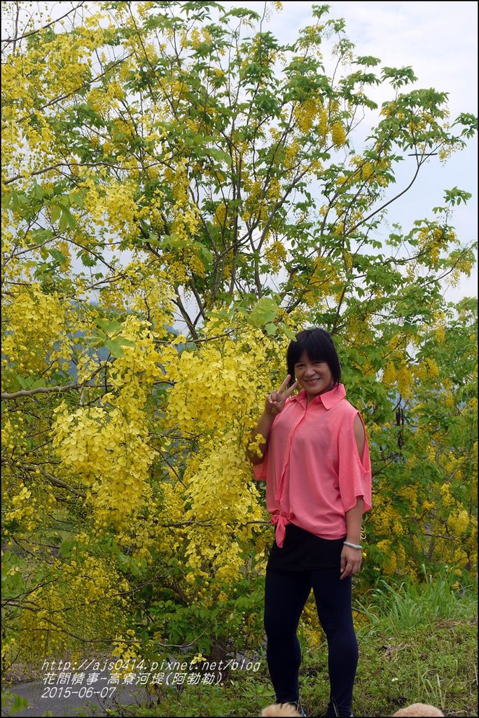 2015-06-高寮河堤(阿勃勒)14.jpg 2015-06-高寮河堤(阿勃勒)14.jpg