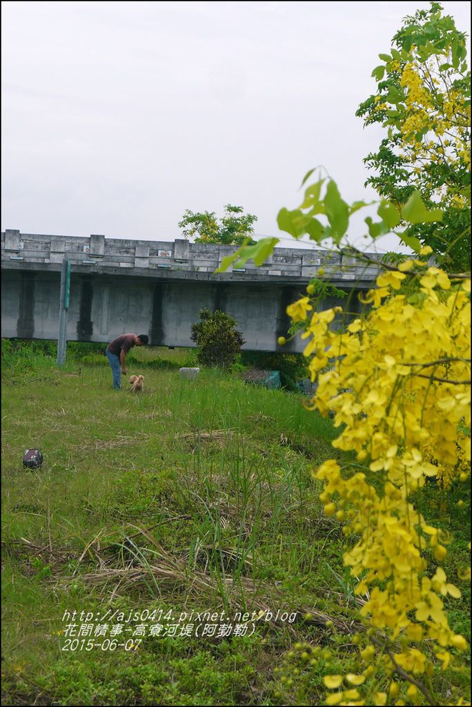 2015-06-高寮河堤(阿勃勒)15.jpg