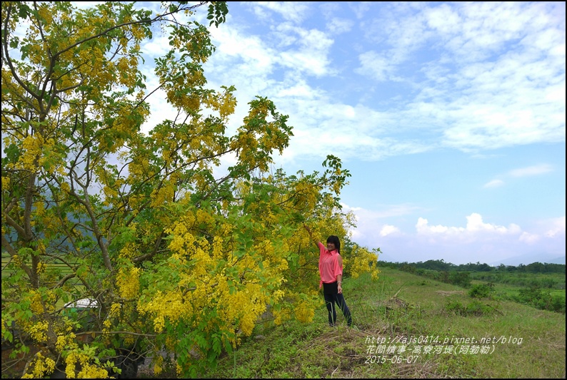 2015-06-高寮河堤(阿勃勒)20.jpg