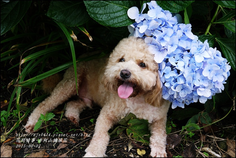 2015-06-赤柯山繡球花6.jpg