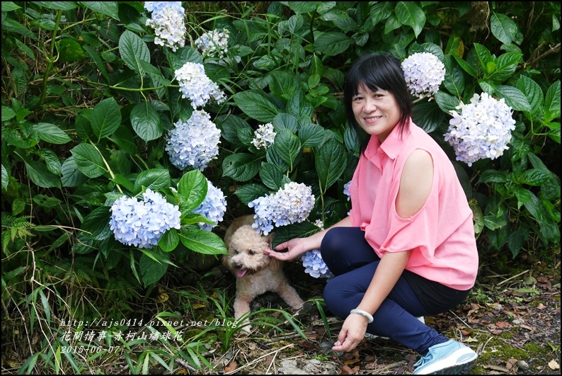 2015-06-赤柯山繡球花9.jpg