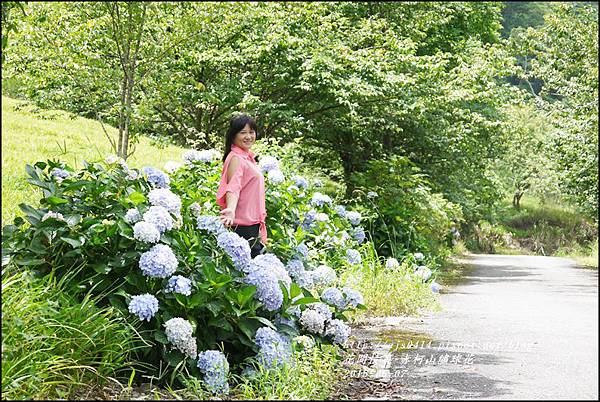 2015-06-赤柯山繡球花23.jpg