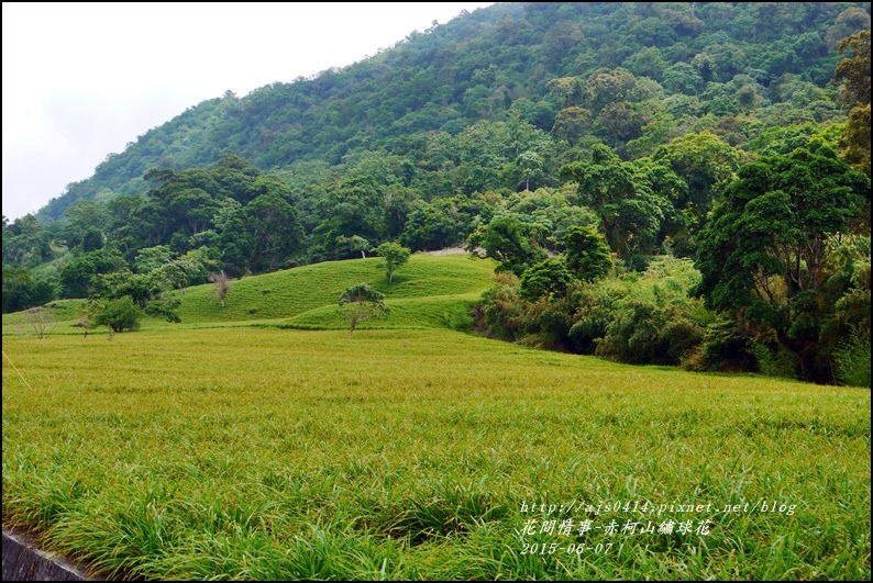 2015-06-赤柯山繡球花24.jpg