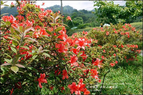 2015-06-赤柯山繡球花25.jpg