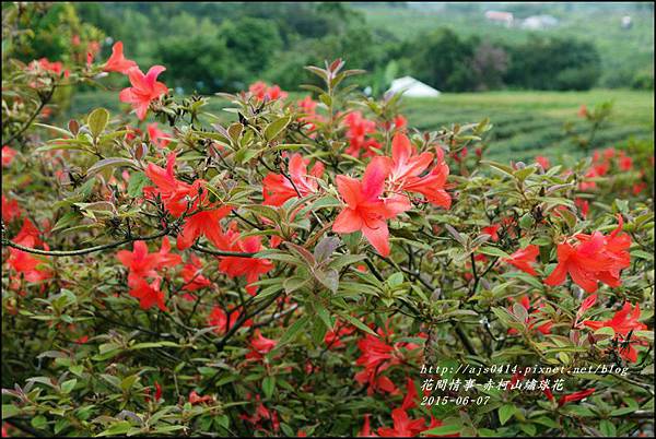 2015-06-赤柯山繡球花27.jpg