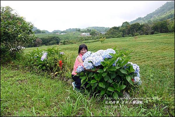 2015-06-赤柯山繡球花28.jpg