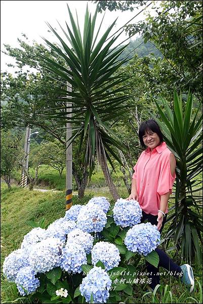 2015-06-赤柯山繡球花29.jpg