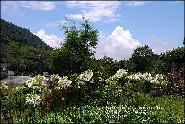 2015-06-赤柯山繡球花41.jpg