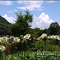 2015-06-赤柯山繡球花41.jpg