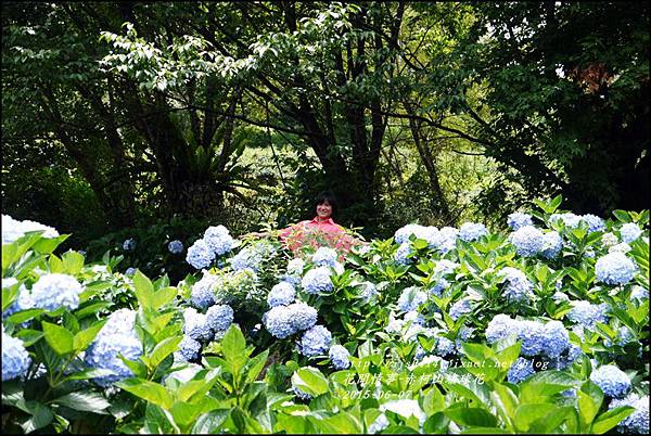 2015-06-赤柯山繡球花48.jpg