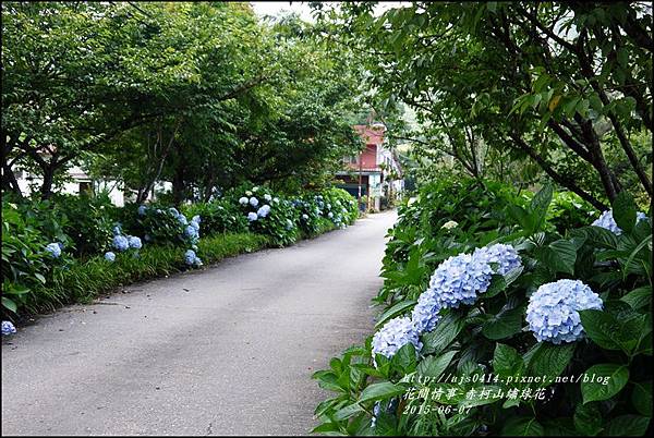 2015-06-赤柯山繡球花55.jpg