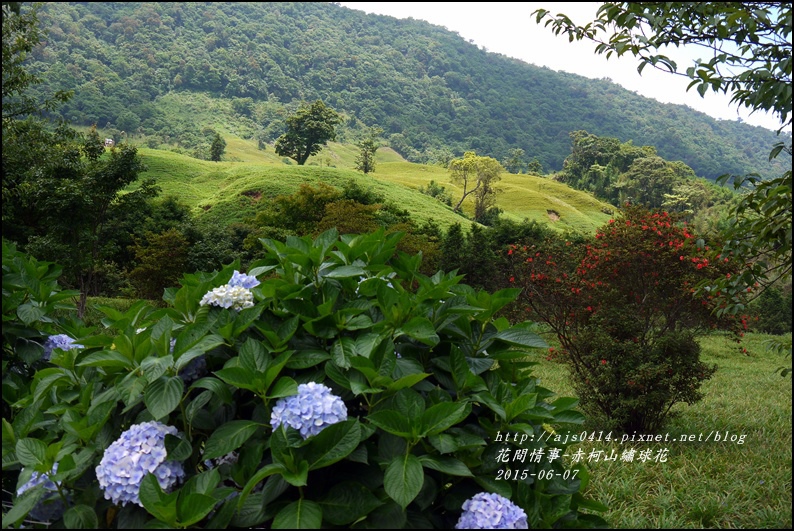 2015-06-赤柯山繡球花57.jpg