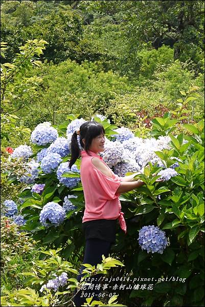 2015-06-赤柯山繡球花59.jpg