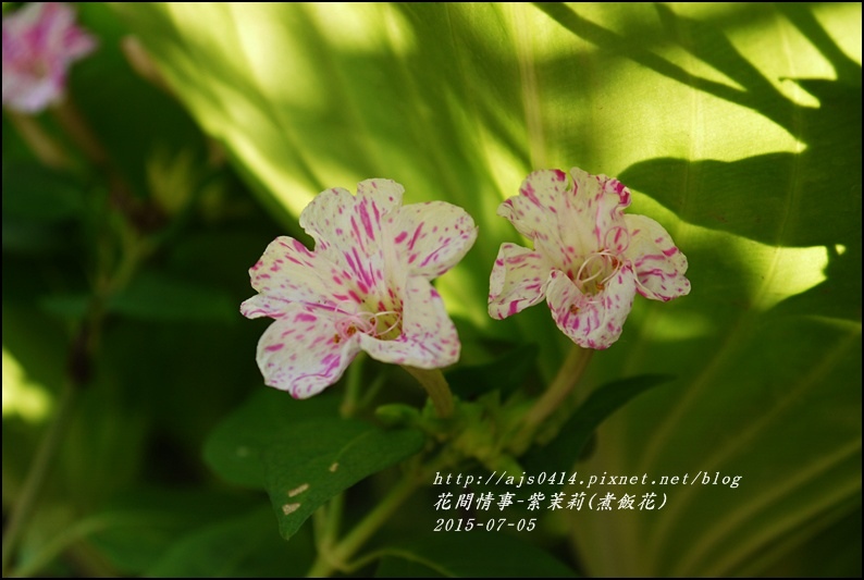 2015-07-紫苿莉(煮飯花)12.jpg