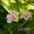 2015-07-紫苿莉(煮飯花)12.jpg