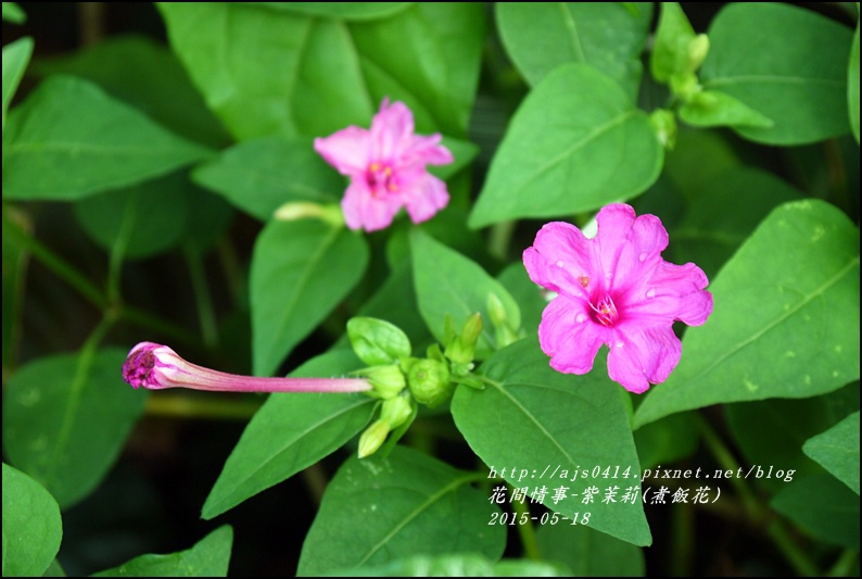 2015-07-紫苿莉(煮飯花)2.jpg