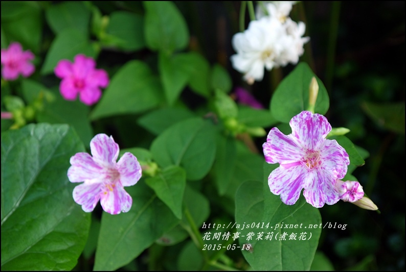 2015-07-紫苿莉(煮飯花)1.jpg