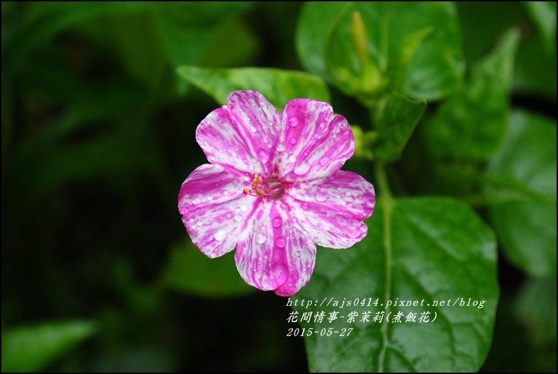 2015-07-紫苿莉(煮飯花)3.jpg