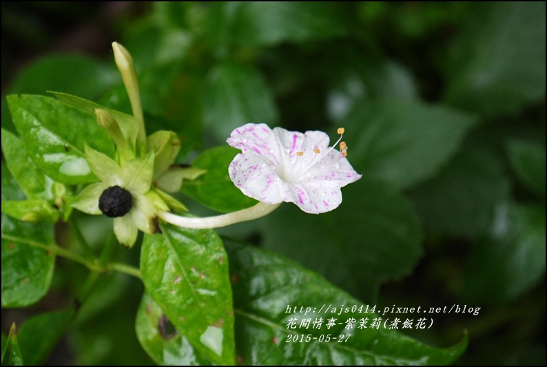 2015-07-紫苿莉(煮飯花)5.jpg