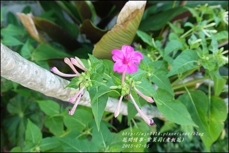 2015-07-紫苿莉(煮飯花)8.jpg