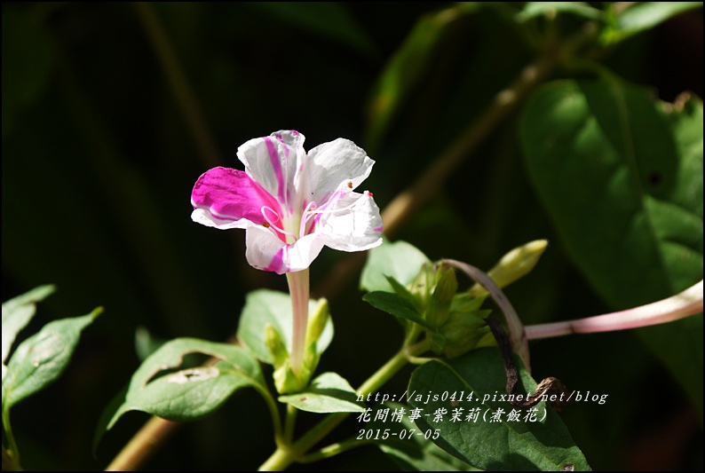 2015-07-紫苿莉(煮飯花)10.jpg