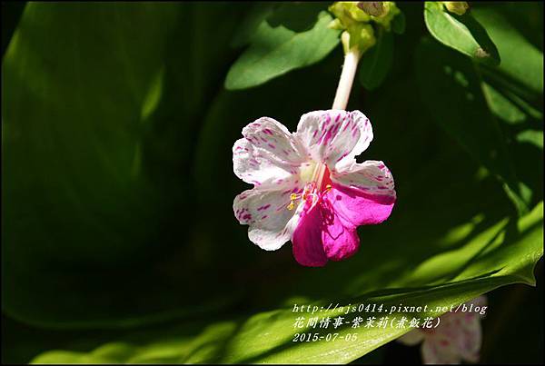 2015-07-紫苿莉(煮飯花)9.jpg