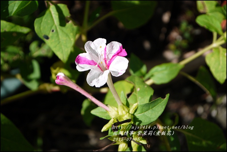 2015-07-紫苿莉(煮飯花)11.jpg