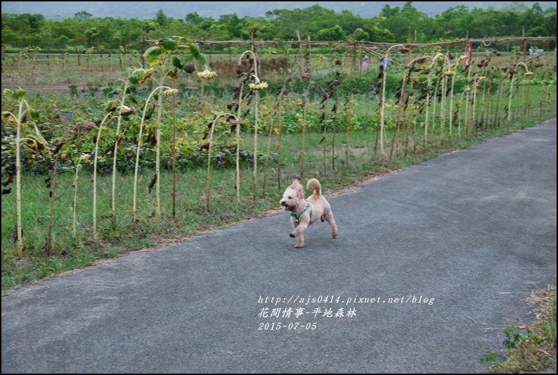 2015-07-大農大富平地森林26.jpg