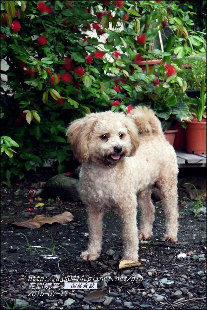 2015-07-凹葉合歡17.jpg 2015-07-凹葉合歡17.jpg