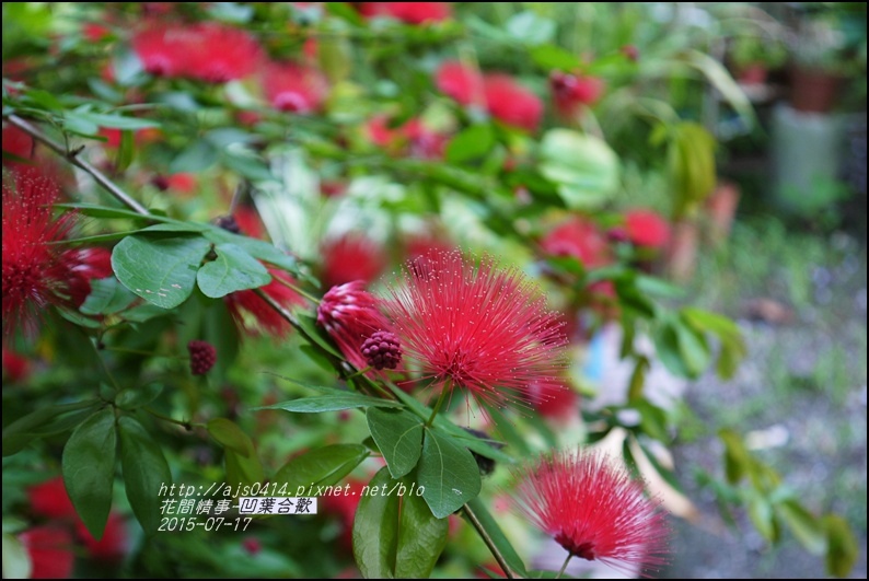 2015-07-凹葉合歡2.jpg 2015-07-凹葉合歡2.jpg