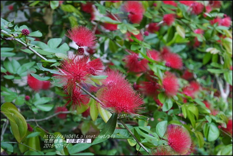 2015-07-凹葉合歡1.jpg 2015-07-凹葉合歡1.jpg