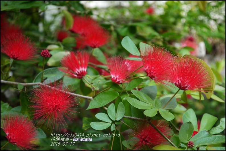 2015-07-凹葉合歡4.jpg 2015-07-凹葉合歡4.jpg