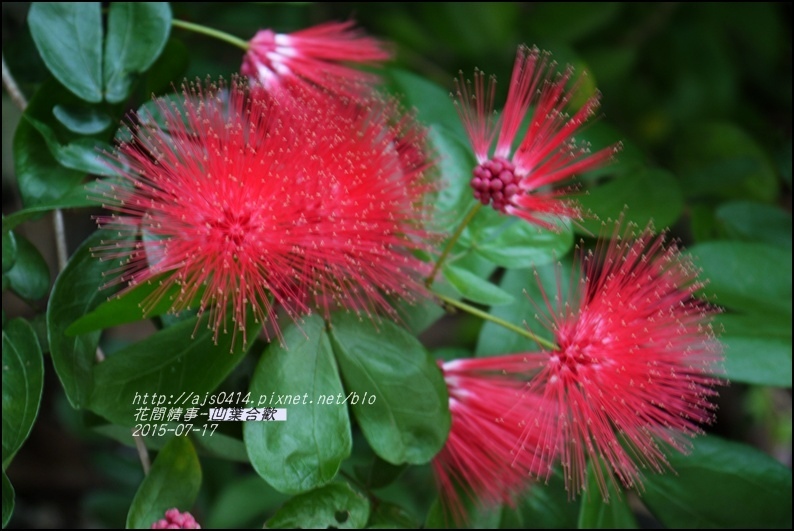 2015-07-凹葉合歡3.jpg 2015-07-凹葉合歡3.jpg