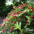 2015-07-凹葉合歡5.jpg