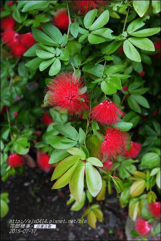 2015-07-凹葉合歡7.jpg 2015-07-凹葉合歡7.jpg