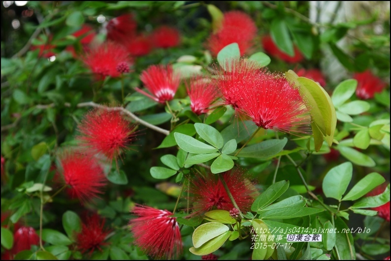 2015-07-凹葉合歡8.jpg 2015-07-凹葉合歡8.jpg