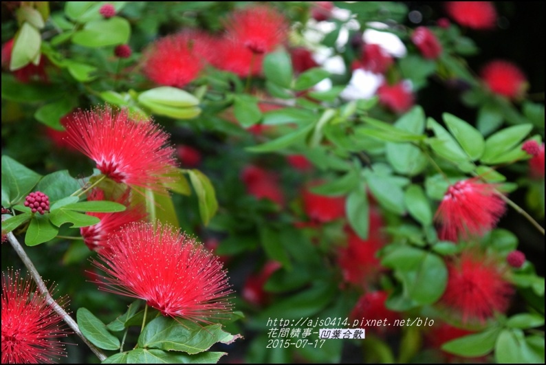 2015-07-凹葉合歡10.jpg 2015-07-凹葉合歡10.jpg